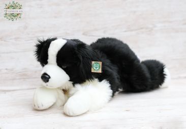 flower delivery Budapest - Plush border collie belly 60cm