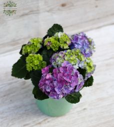 flower delivery Budapest - Small Hydrangea with pot, 20 cm tall