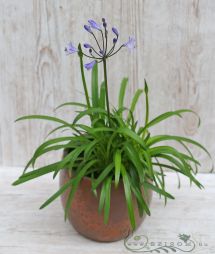 flower delivery Budapest - Agapanthus Summer Love Blue in pot