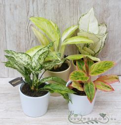 flower delivery Budapest - Aglaonema in different colors and in pot (1pc)