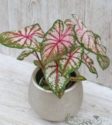flower delivery Budapest - Caladium Tapestry in pot