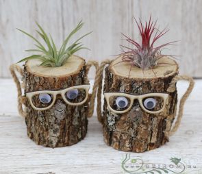 flower delivery Budapest - Tillandsia on a tree stump (1pc)