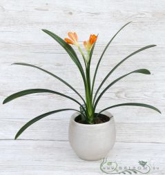 flower delivery Budapest - Clivia miniata in a pot