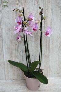 Rózsaszín Phalaenopsis orchidea kaspóval