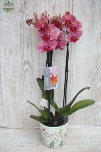 salmon colored Phalaenosis orchide in pot