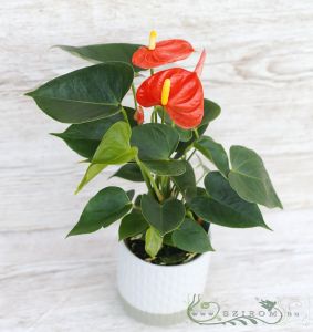 a small Anthurium in pot pink