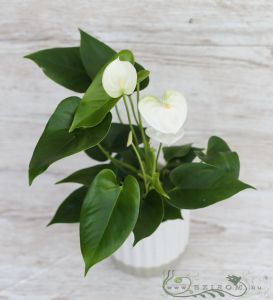 a small Anthurium in pot white