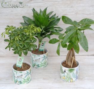 green plant in jungle designed pot (30cm)