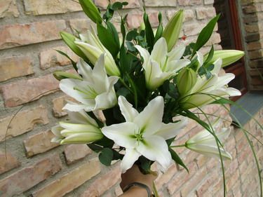 10 white oriental lilies
