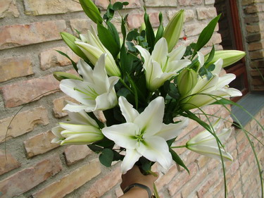flower delivery Budapest - 10 white oriental lilies