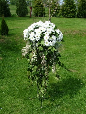 flower delivery Budapest -  tall arrangement with daisys and genistas (bases rented) (1.4 m)