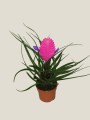 Tillandsia cyanea(25cm) - vir�gk�ld�s