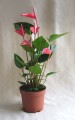 anthurium (flaming� vir�g)(40cm) - vir�gk�ld�s