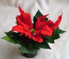 Euphorbia pulcherrima (mikul�svir�g)(40cm) - vir�gk�ld�s
