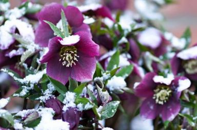 Milyen cserepes növény válasszak téli hónapokra