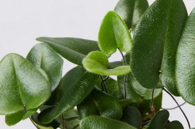 Szobanövények kezelése