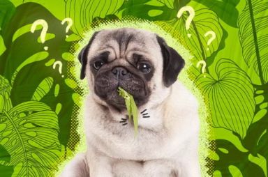 Háziállat-barát nem mérgező szobanövények