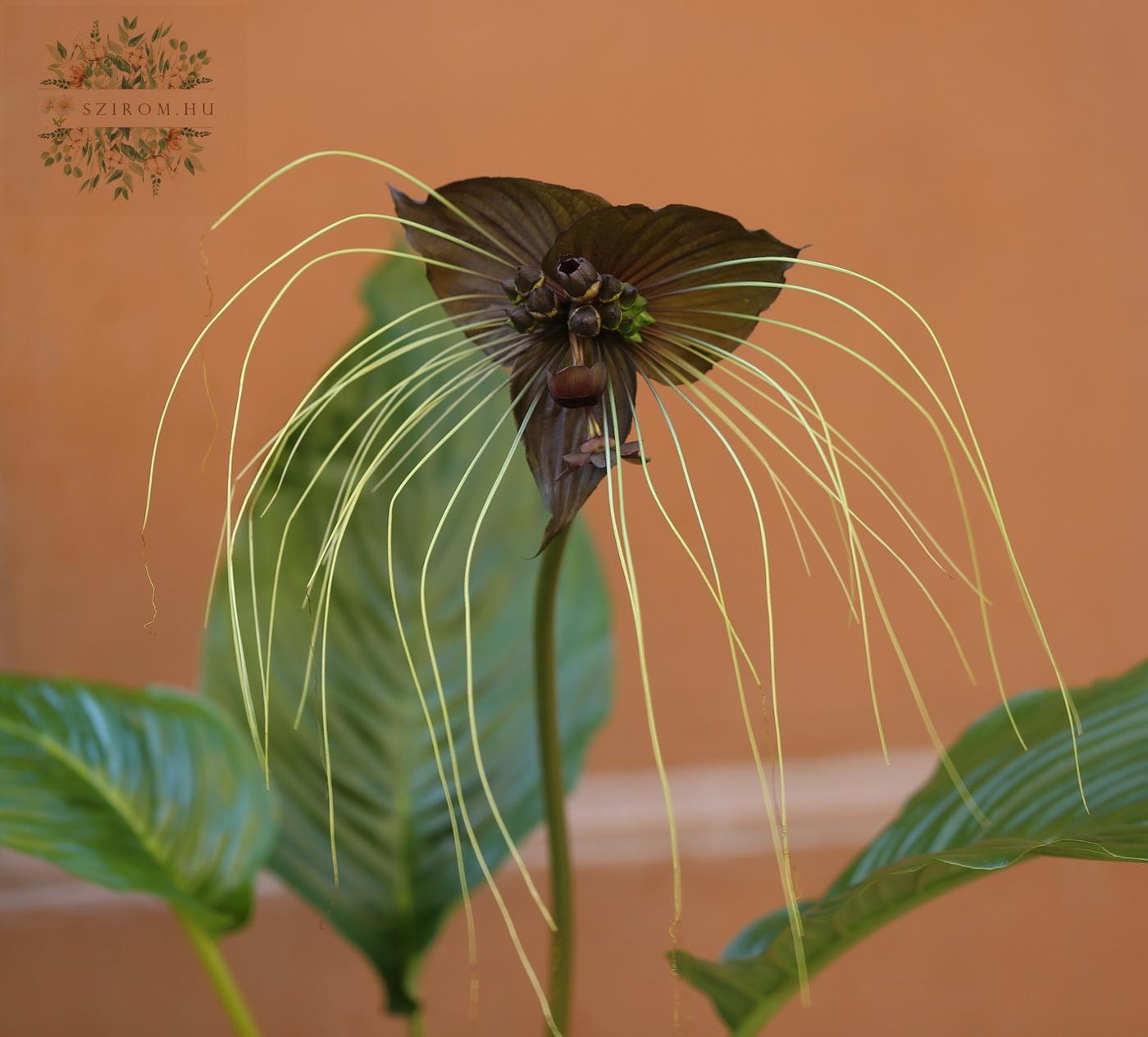 flower delivery Budapest - Bat flower (Tacca) (85cm)