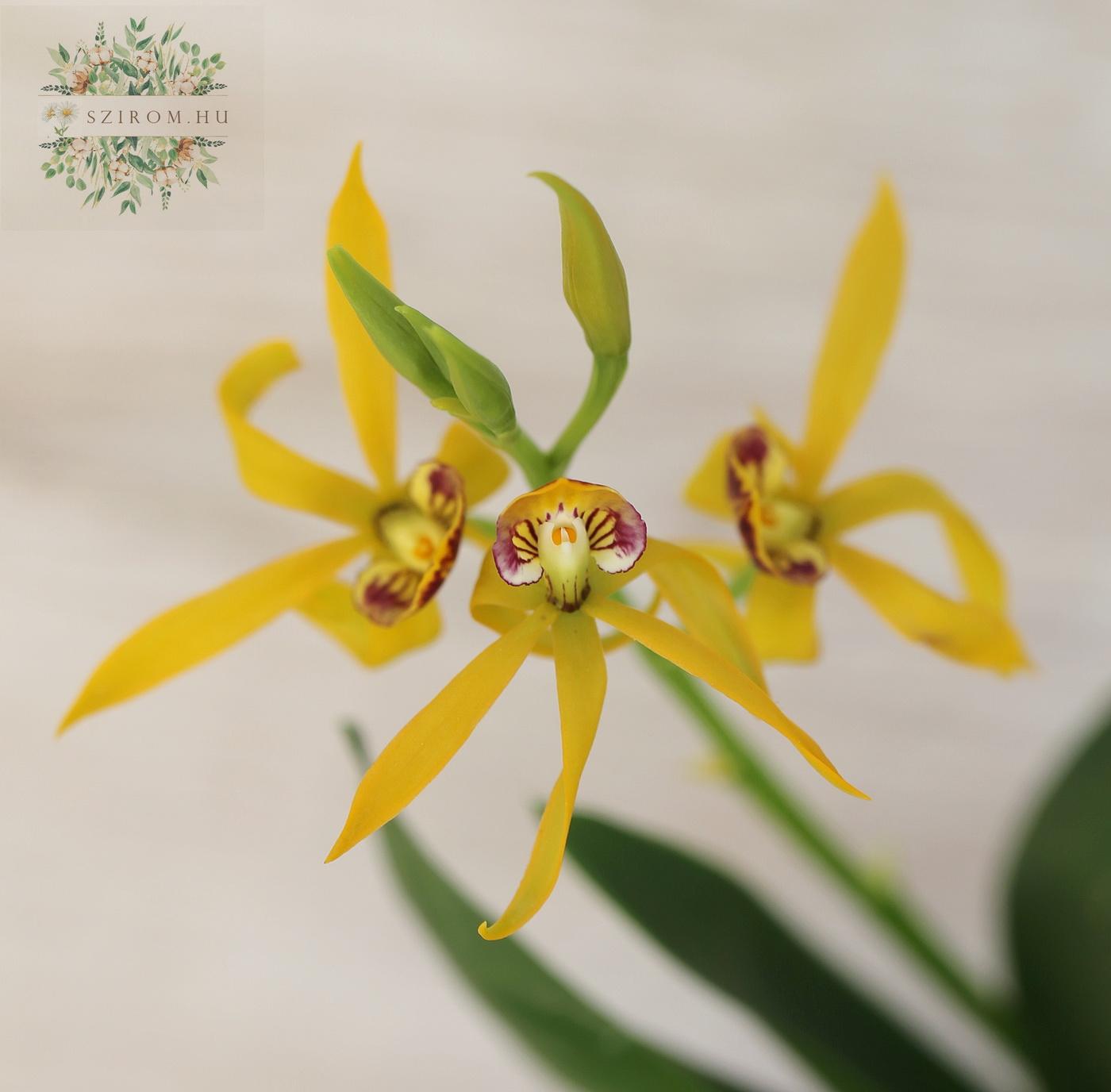 Blumenlieferung nach Budapest - 