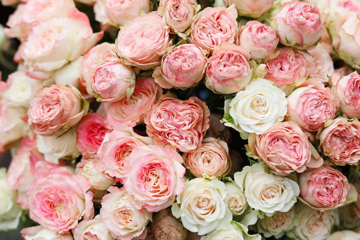 Blumenlieferung nach Budapest - Wunderschöne Sprayrosen ein Strauß mit 35 Stielen