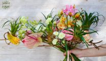 Strauß mit Cocodama flanzen zwischen den Blüten (12 Stiele plus Pflanzen)