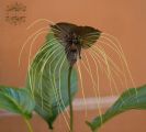 Bat flower (Tacca) (85cm) (now without flowers)