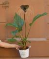 Bat flower (Tacca) (85cm)
