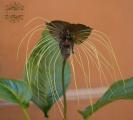 Bat flower (Tacca) (85cm)