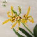 Encyclia-Orchidee im Blumentopf