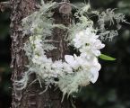 Modern karika csokor delphiniummal, orchideával (fehér)