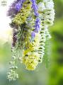 Modern krizi csokor virágfüzérekkel (krizi, delphinium, orchidea, levendula lila, krém)