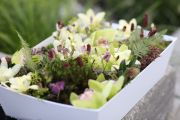 Virágbox, mohás erdei táj orchideákkal, apró virágokkal