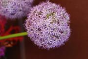 Flower arrangement with fregrant allium balls , vanda orchids