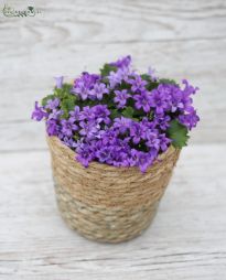 Virágküldés Budapest - Campanula kaspóban