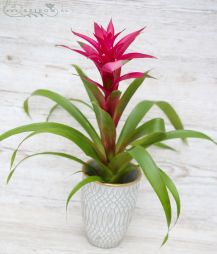 flower delivery Budapest - Guzmania in pot (58cm - indoor plant)