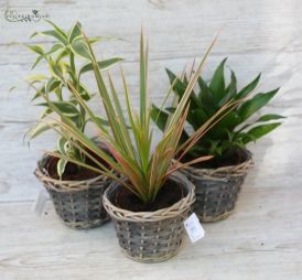 Virágküldés Budapest - Zöld növény mix 3db-os szett kosárban - szobanövény