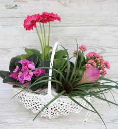 Virágküldés Budapest - Növénykosár rózsaszín (májuskosár)