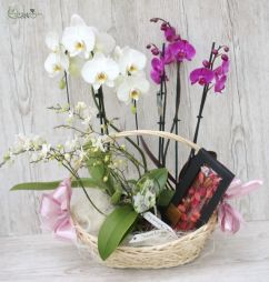 Blumenlieferung nach Budapest - Orchideeenkorb mit ChocoMe Schokoladen