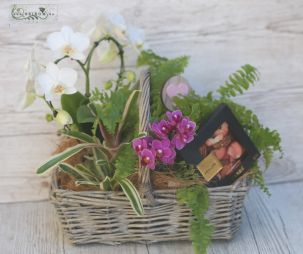 flower delivery Budapest - Plant basket with orchids and chocolate