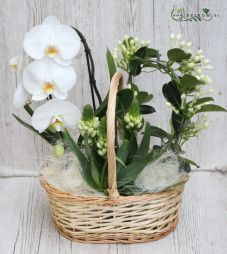 Virágküldés Budapest - növénykosár (orchidea, stephanotis)