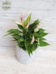 Virágküldés Budapest - Anthurium 'Lilli' kaspóval - szobanövény