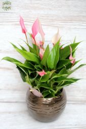 flower delivery Budapest - mini pink anthurium (Lilli) in pot