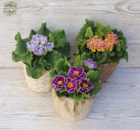 Blumenlieferung nach Budapest - Primel in einem Topf 1 Pflanze