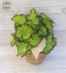 Virágküldés Budapest - vilégoszöld királybegónia cserépben