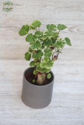 Virágküldés Budapest - tarkalevelű Poliscias kaspóban (25cm)