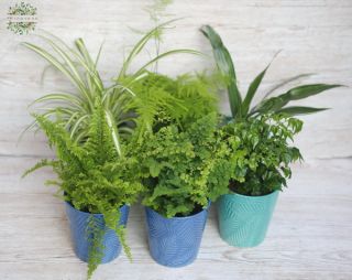 Virágküldés Budapest - zöldnövény mix kaspóban (1db)