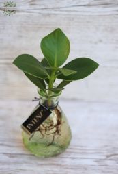 flower delivery Budapest - Hydroponic plant in vase 1 pc