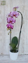 Virágküldés Budapest - Nagy virágú cascade phalaenopsis lila 2 ágas