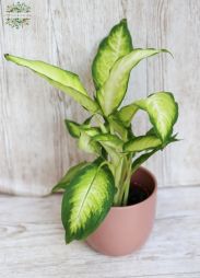 flower delivery Budapest - Dieffenbachia with pot (45cm)