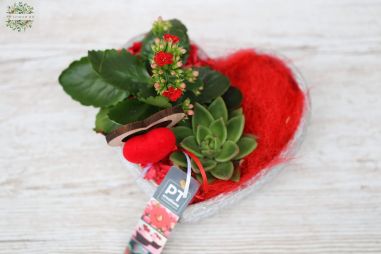 flower delivery Budapest - Plant arrangement in heart pot with kalanchoe and echeveria 